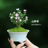 Японские горы и трава -кими Рододендрон восемь комнат джи Сян Дингму Два мономическая кость Cao Североамериканская ушная трава июнь