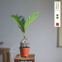 Два листа маленьких железных деревьев