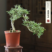 Клифф цветочный листовой лист Рекомендация хороша