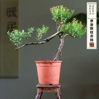 Клифф плавающей ветви хорошо