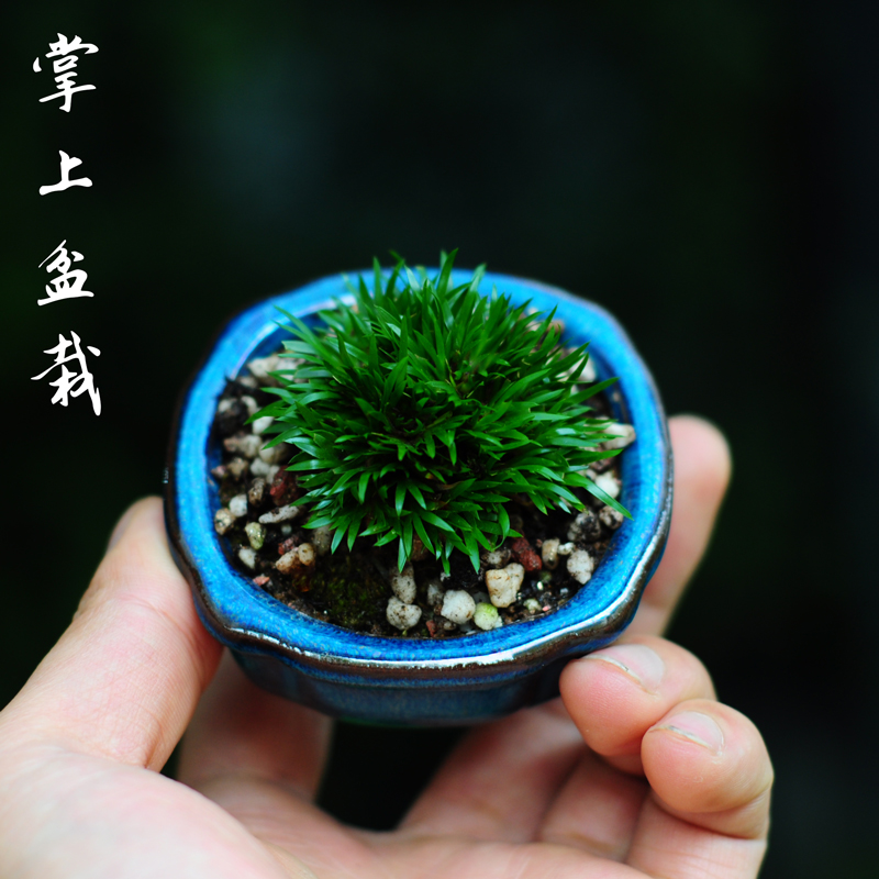 Calamus Longgen Gold Pole Dj Expensive boat Told Goose Extremely J Old Pile Polar Tiger shall be old pile office Tea Table Book House