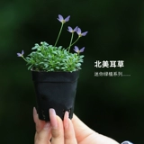 Японские горы и трава -кими Рододендрон восемь комнат джи Сян Дингму Два мономическая кость Cao Североамериканская ушная трава июнь