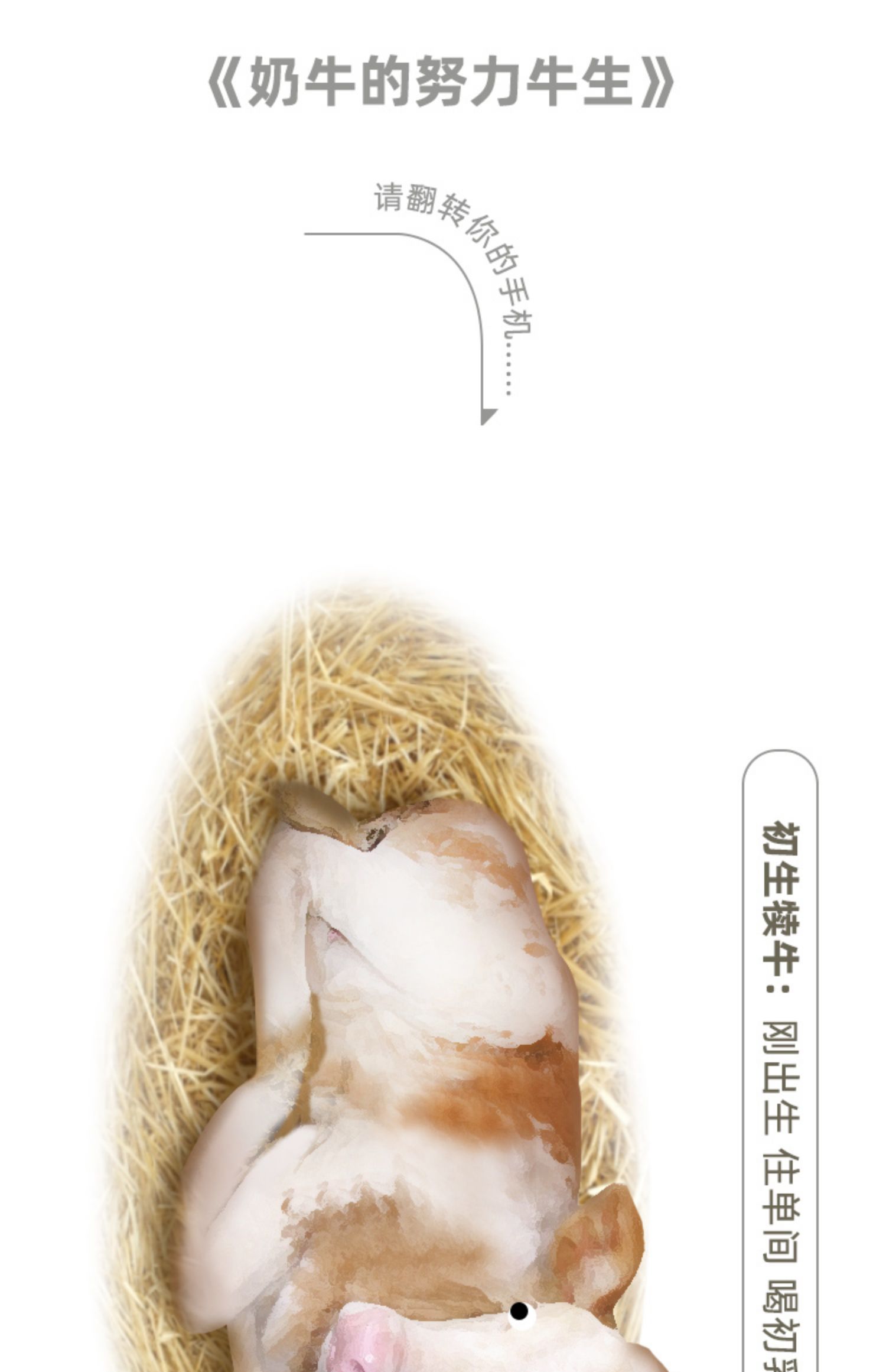 【纯牛奶15瓶】夏进全脂营养奶