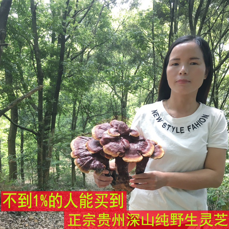 Guizhou Shenshan pure wild Ganoderma lucidum natural dry red Ganoderma lucidum a catty bitter premium Linzhi 500g