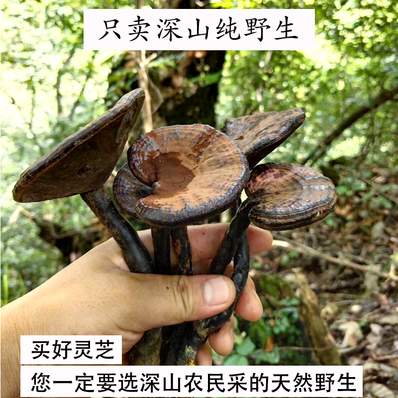 Guizhou wild ganoderma dry goods black ganoderma purple ganoderma wine purple ganoderma pruning natural premium 250g origin direct supply