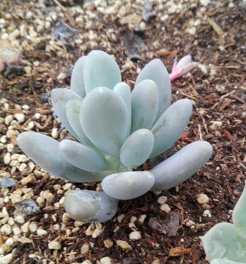 白美人老樁一物一拍多肉植物11月3日拍攝