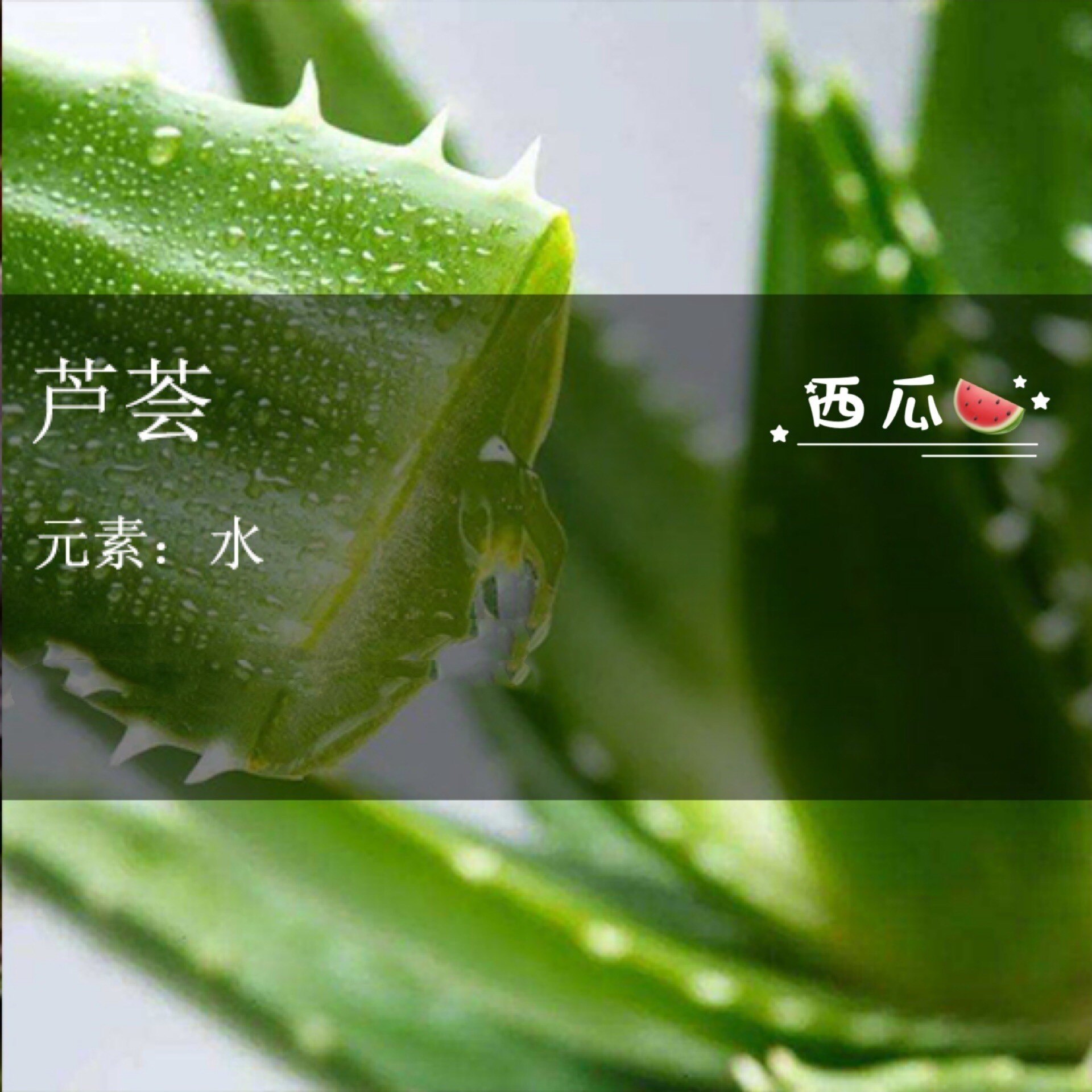 Aloe vera