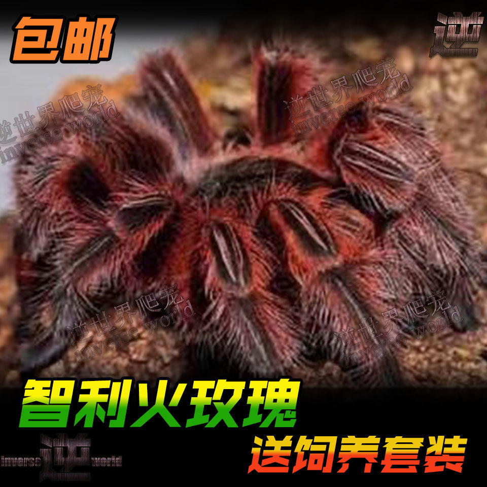 Purebred Chilean Fire Rose spider Red Rose Spider Alternative Live pet spider Bird Tarantula Student toy