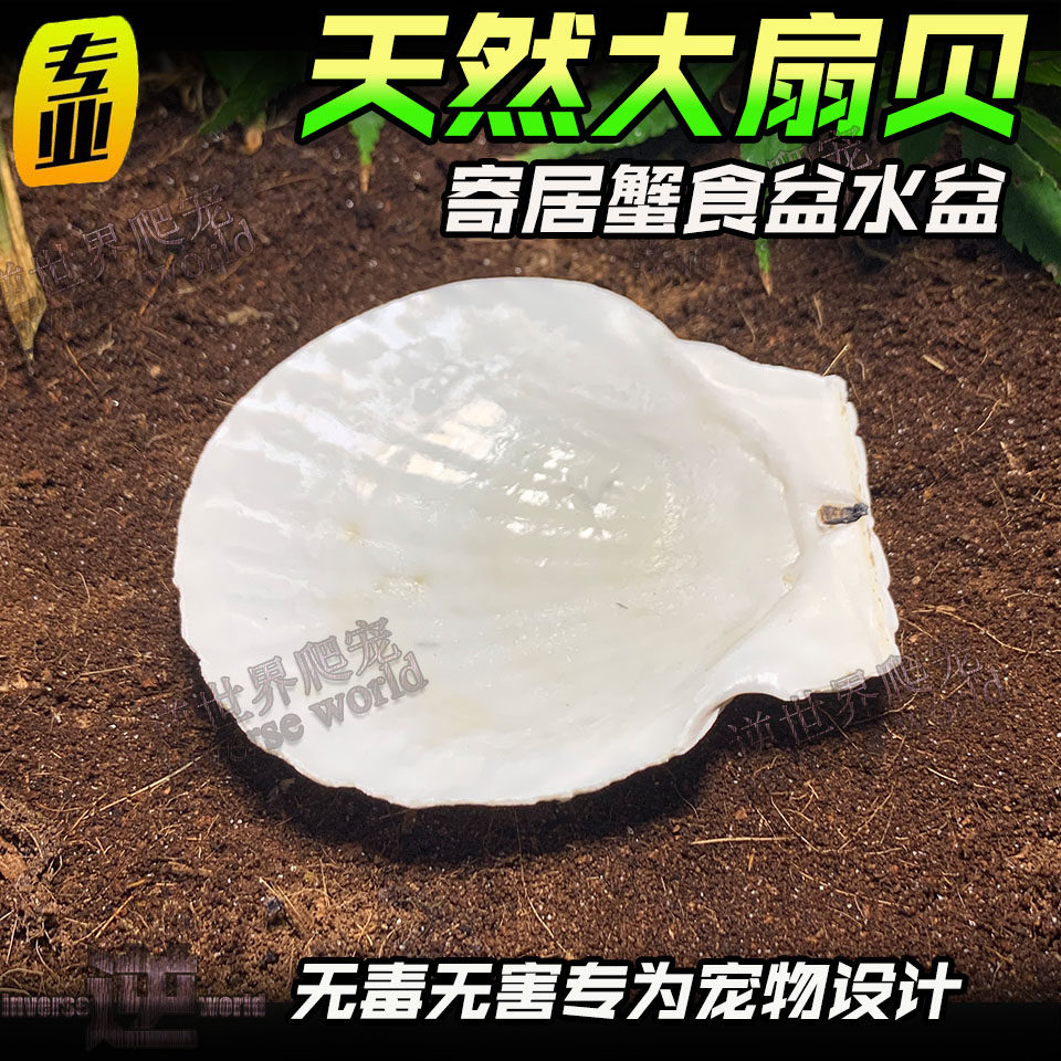 Large Scallop Pinning crab Water Basin Basin Decorated with Scenery Snail Shell Pet Supplies Grey White Pinning Crab Food Basin Water Basin