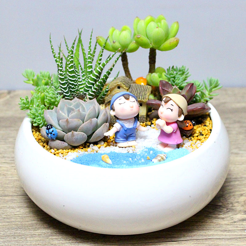 Succulent plant combination potted plant with pots and soil package sprouting fleshy plants micro-landscape