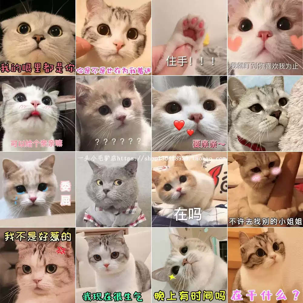 會說外語的哈士奇有多可愛？ | TikTok, image size:1000x1000