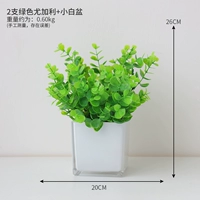 2 белых домашних горшечных растения в зеленых квадратных банках с большими листьями