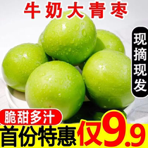 Fujian Milk Large Green Date 5 Catty Fresh Date Zaozi Noble Princess Crisp Honey Date Sind Date
