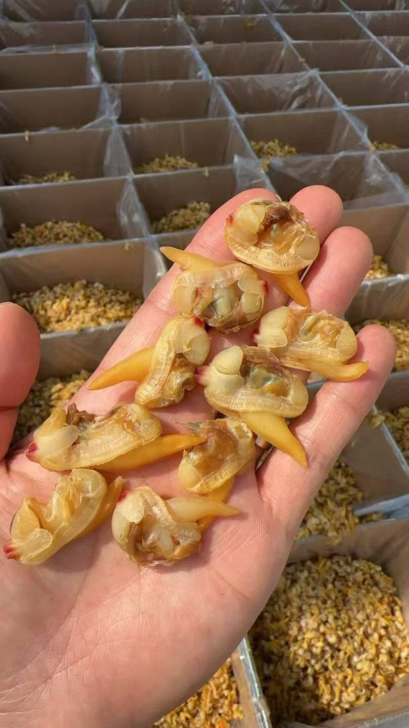 海丰贝壳