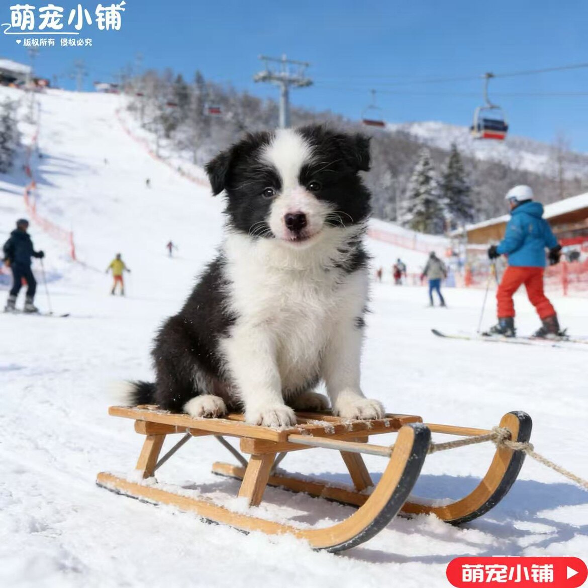 萌宠小铺888的LOGO