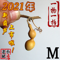 Laobin small shop Tianjin mouth Ant belly Iron Gold hand twist small gourd collection of new products pendant a shot