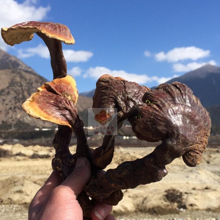 Tibet original Galhi Galcium bacteria Pucci Full Picca in Tibet specially produces 50 grams above sea level 3900 m mountain cargo