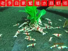 Grade red and white pure blood crystal shrimp thick white area balls prohibited ornamental shrimp pet shrimp live bag damage