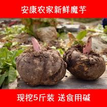 Shaanxi Ankang specialty konjac fresh konjac raw konjac pure natural wild konjac tofu raw material 5kg now dig