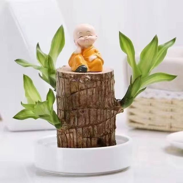 Brazilian Wood Groot Water Raising Lucky Wood Hydroponic Flowers Indoor Balcony Summer Mosquito Repellent Green Plant Potted Lucky Wood
