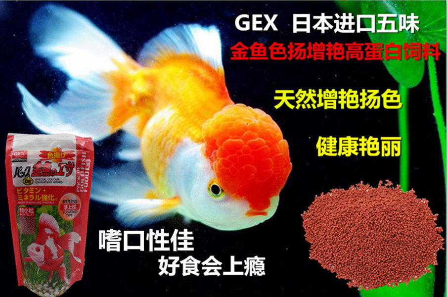 Gex日本原装进口金鱼色扬增艳高蛋白饲料微粒浮上性热带鱼食特惠