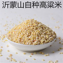 Farmers self-planted white sorghum Rice (five catties free of mail) peeling sorghum rice sorghum grains