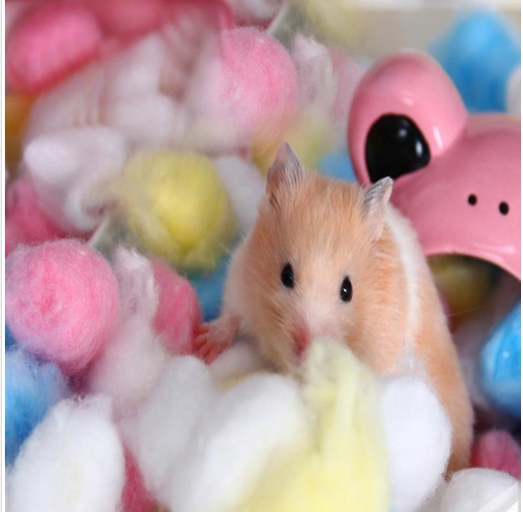 Dutch pigs Hardware cotton, gold bear heat cotton by little pet winter warm buy 5 send one