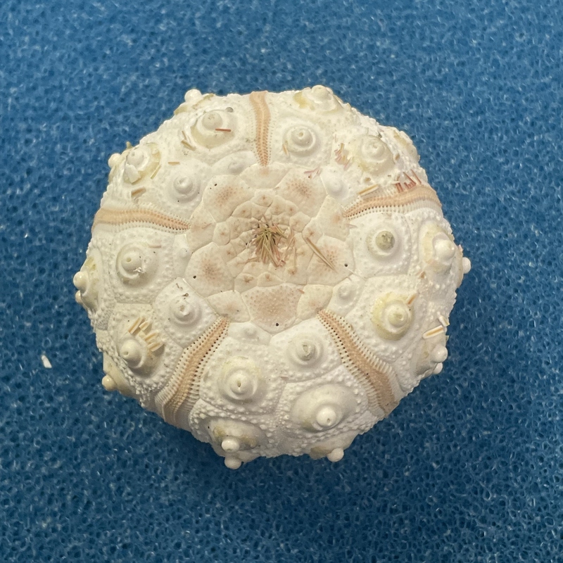 Deepwater Headgearfish 56.7mm Natural Conch Shell Sea Urchin Deepwater Headgearfish 56.7mm Natural Conch Shell Sea Urchin
