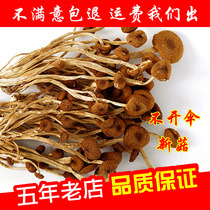Jiangxi Guangchang does not open umbrella tea tree mushroom dry goods 500g shiitake mushroom super fresh farm self-produced No. 3 mushroom