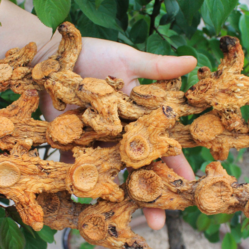 Non - nine steam nine - steam - dyed yellow feng 500g can be sliced in the Chinese medicine Jiuhua Shan wild 7 years of raw yellow fertility