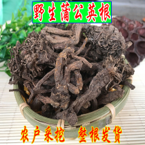 Whole root Northeast Changbai Mountain wild dandelion root dry tea mother-in-law-in-mother-in-the-grade Valley Ding powder Traditional Chinese Medicine Natural 500g