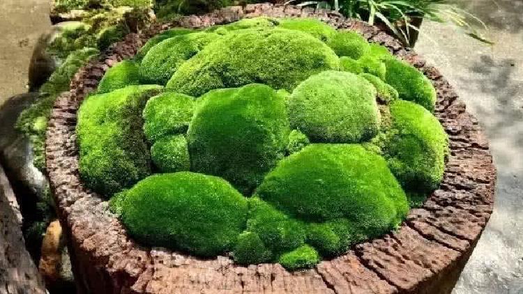苔蘚盆栽新養法 不花1分錢 隨地取材 淘寶海外