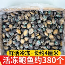 Fresh frozen abalone live frozen Fujian small abalone Dongshan abalone BBQ ingredients whole box hotel restaurant commercial use