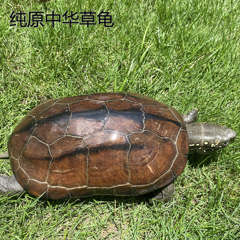 中华草龟：从观赏到药用，一龟多能的神奇生物！-龟-淘宝好物网