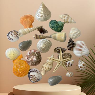 Natural shells, conches, starfish, sea urchins, fish tank landscaping, hermit crab replacement shells, DIY handmade shell photo frames mixed together