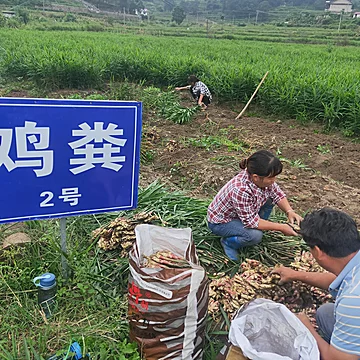 现挖大别山新鲜嫩姜仔姜红芽姜子嫩生姜[12元优惠券]-寻折猪