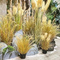 Autumn color simulation reed grass setaria plant fake potted floor-to-ceiling bonsai living room store window photography cloth
