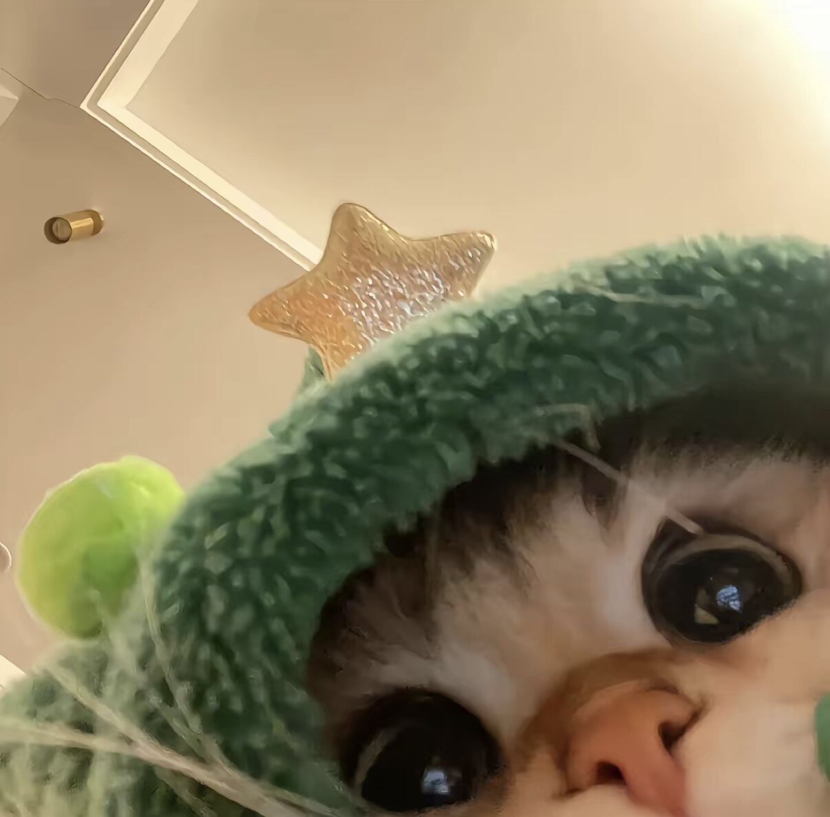 喵大人美妆小铺