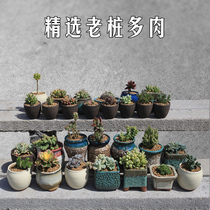 Xinyu flower succulent plant anti-radiation fleshy big flower potted combination full