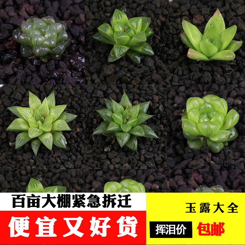 Broiler twelve volumes belong to Ji Yu Shou Office anti-radiation cute meat combination desktop potted