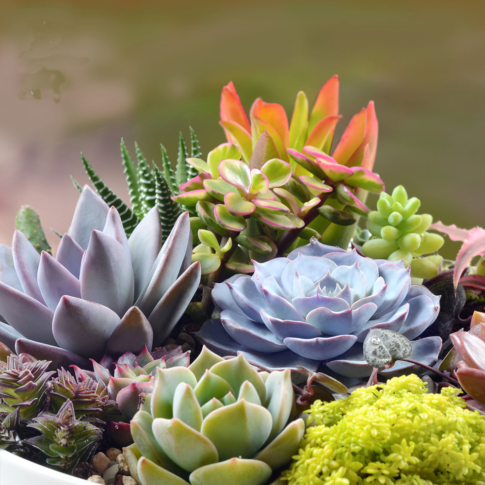 Succulent Plant indoor fleshy combination potted radiation green plant flower office balcony bonsai full