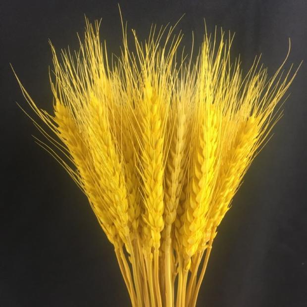  Gold Wheat Ears Dry Wheat Ears Rice Scion Creative ingredients Ingredients Dish adorned with green wheat ears dish decorated with cold dishes