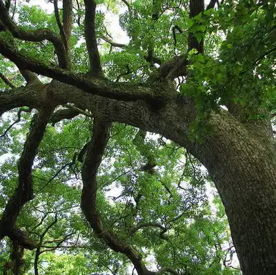 新鮮樟樹葉香樟樹枝香樟樹果香樟果香樟葉香樟枝枝葉500克