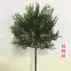 Mô phỏng nhánh cây thông cành cây thông cành cây arborvitae cành cây bách cành cây cảnh đẹp cây thông giả hoa lá giả - Hoa nhân tạo / Cây / Trái cây