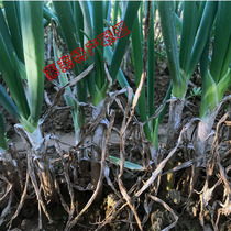 Lewu Chicken Leg Scallions Local Old Breed Is Sold Out of Want This October to shoot again Oh