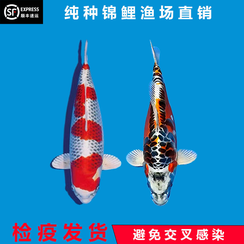 锦鲤 锦鲤活体德系红秋翠锦鲤鱼丹顶冷水纯种精品邱翠三色大鳞片锦鲤鱼
