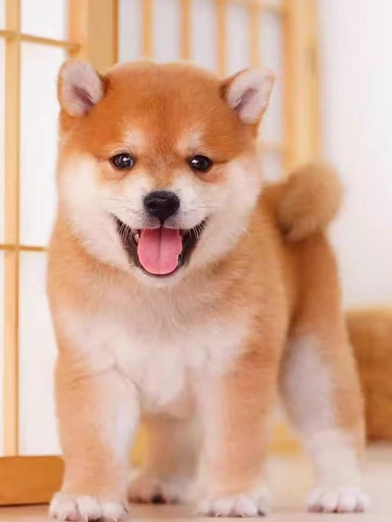 柴犬幼犬选赤柴还是黑柴？纯种豆柴犬如何挑选？🐾深度解读--淘宝好物网