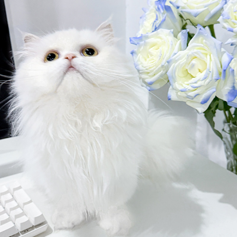 Cute Furry Child