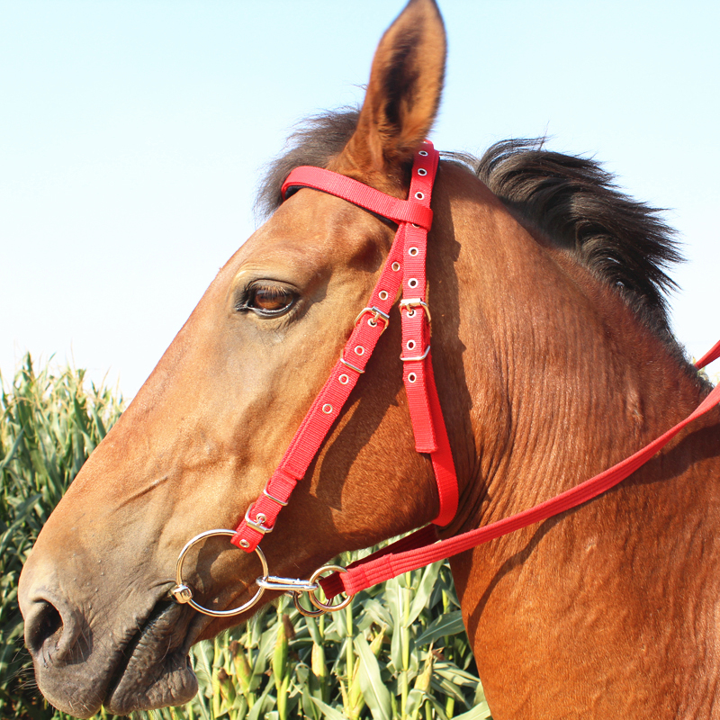 Water Le Horse Chew Saddle Harness Full Chewing Cage Fork Equestrian Reins Buy 10 Get 1 Free