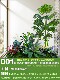 Simulated Landscaping Plants for Indoor and Outdoor Window Displays, Plant Arrangement under Stairs, Simulated Landscaping